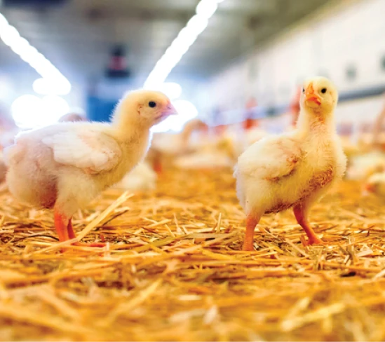Two baby chickens resting on clean bedding in a broiler house